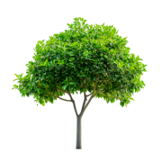 Tree Plantation Program (Go- Green Earth )